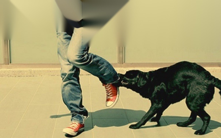 Bồi thường thiệt hại do súc vật gây ra