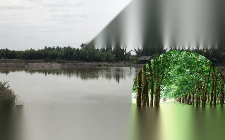 chuyen dat nuoi trong thuy san sang dat trong cay lau nam image 01 1