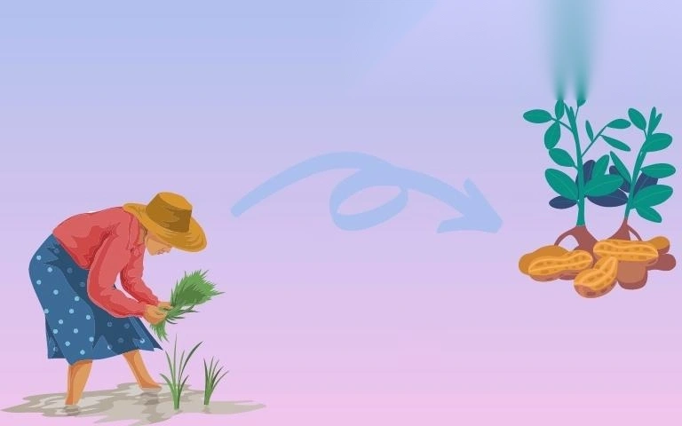 chuyen dat trong lua sang dat trong cay hang nam image 01