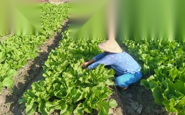 chuyen doi dat hoa mau sang dat tho cu image 01