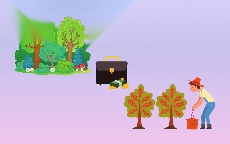 chuyen doi dat rung san xuat sang dat trong cay lau nam image 01