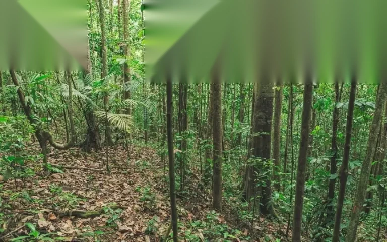 dat lam nghiep co duoc chuyen nhuong khong image 01