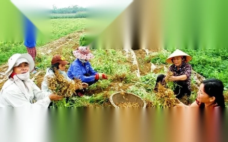 dat trong cay hang nam len tho cu duoc khong image 01