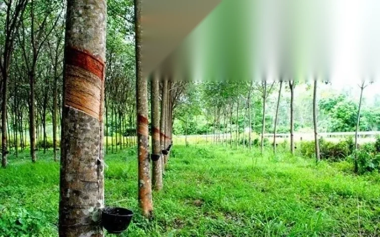 dat trong cay lau nam co bi thu hoi khong khong image 01