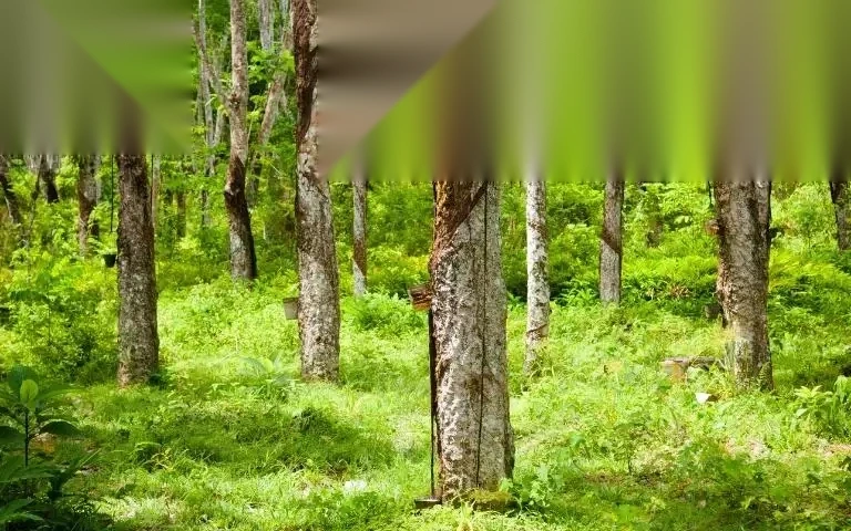 dieu kien va thu tuc mua dat trong cay lau nam image 01