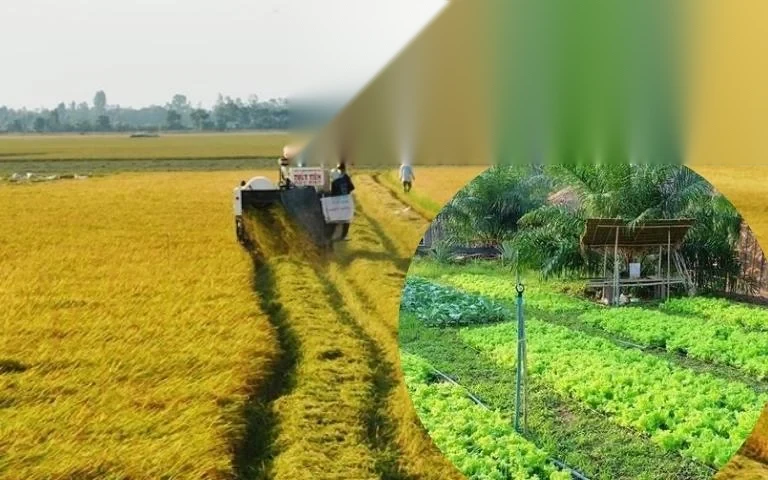 huong dan chuyen doi dat nong nghiep sang dat vuon image 01