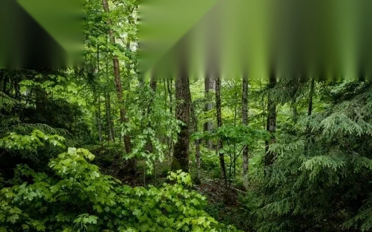 huong dan chuyen muc dich su dung rung image 01