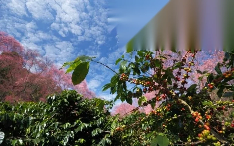 quy dinh tach thua dat trong cay lau nam image 01