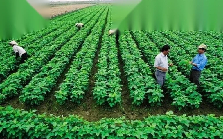 thu hoi dat nong nghiep co duoc tai dinh cu khong image 01