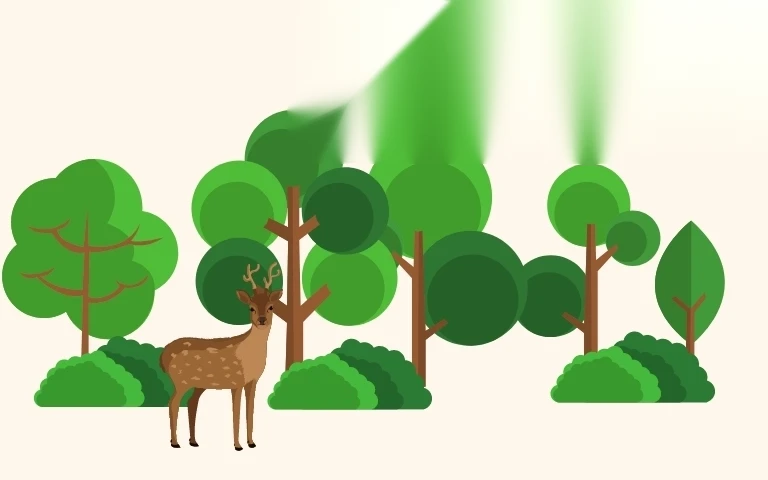 thu tuc cap giay chung nhan quyen su dung dat lam nghiep image 01