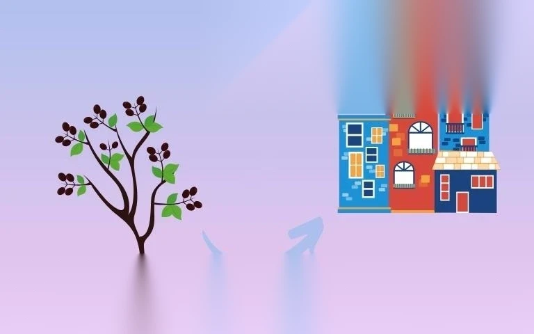 thu tuc chuyen doi dat trong cay lau nam sang dat o image 01