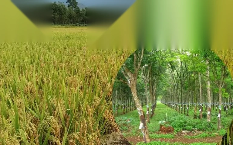 thu tuc le phi chuyen dat trong lua sang dat trong cay lau nam image 01