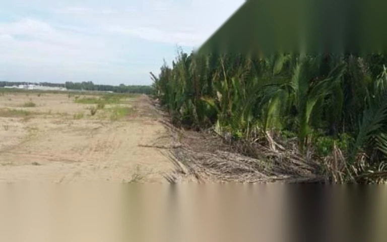 thu tuc thu hoi dat rung phong ho image 01